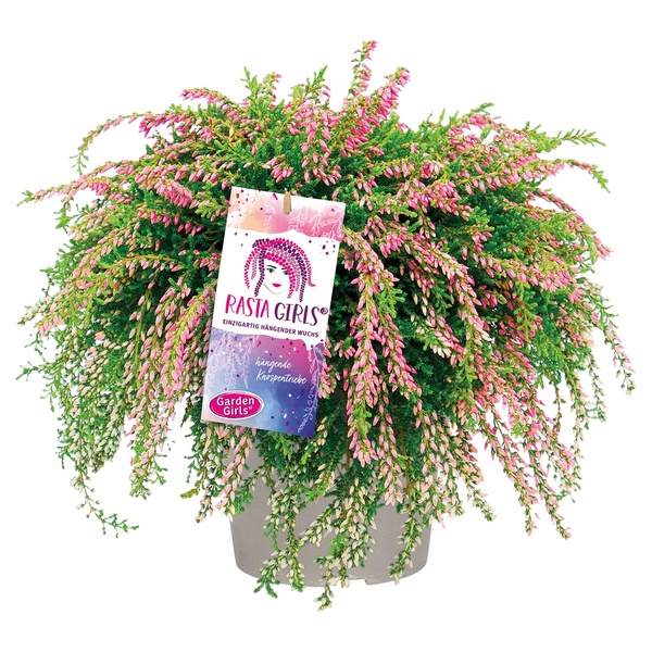 Bild 1 von GARDENLINE Calluna Rasta Girls®