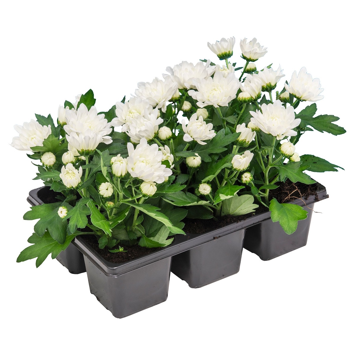 Bild 2 von GARDENLINE Herbstvielfalt, 6er-Tray