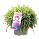 Bild 3 von GARDENLINE Calluna Rasta Girls®