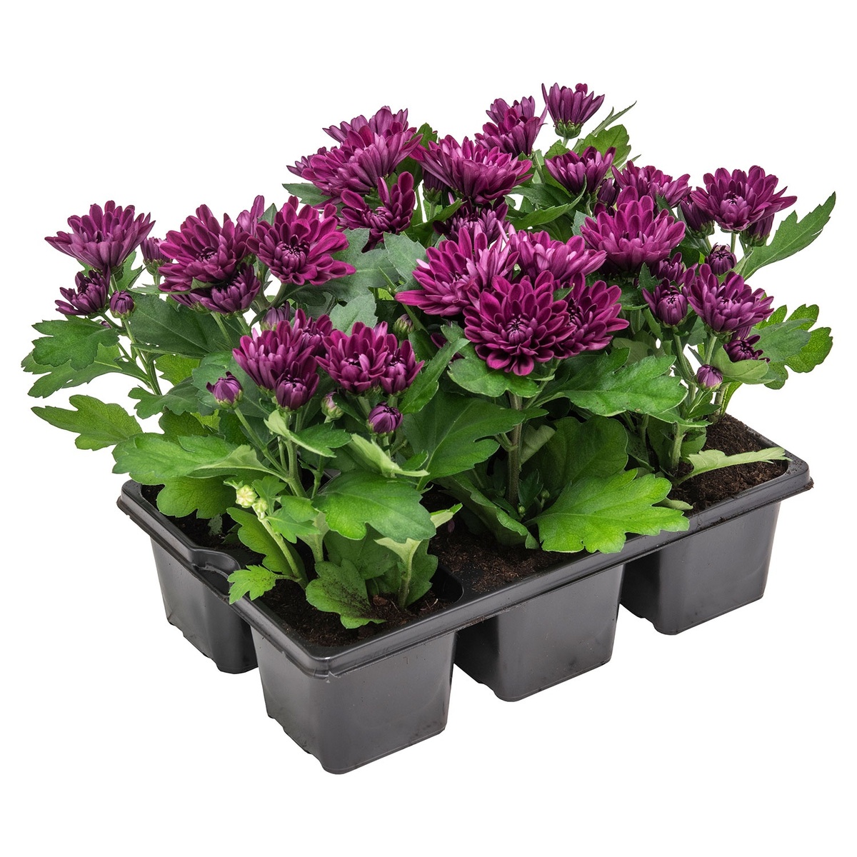 Bild 4 von GARDENLINE Herbstvielfalt, 6er-Tray