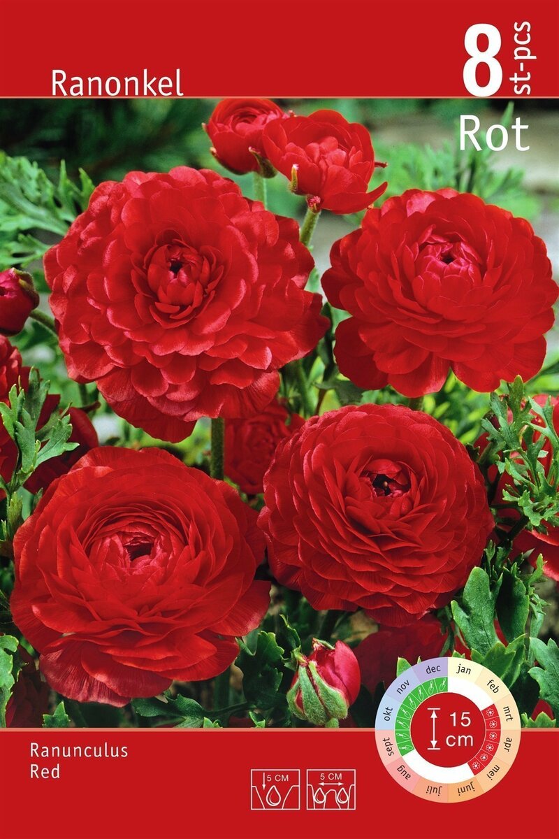 Bild 3 von Blumenzwiebeln Ranunkel