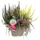 Bild 2 von GARDENLINE Calluna Up Down Girls®