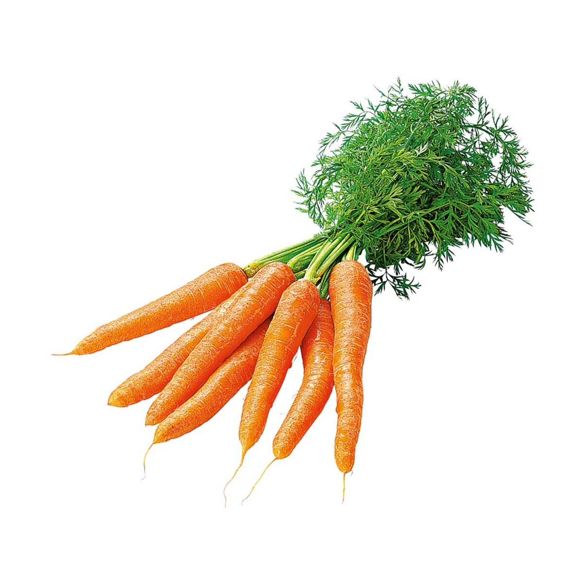 Bild 1 von BUNDMÖHREN  Deutschland, Kl. I, je Bund