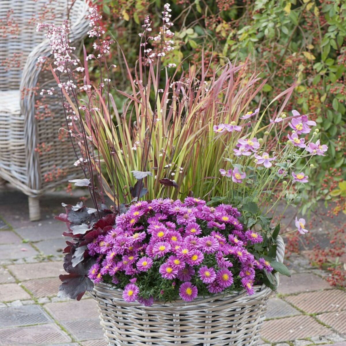 Balkonblumen "Pinkes Farbenspiel im Herbst", 6 Pflanzen ansehen!