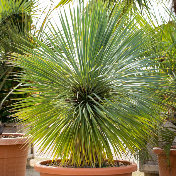 Bild 1 von Palmlilie