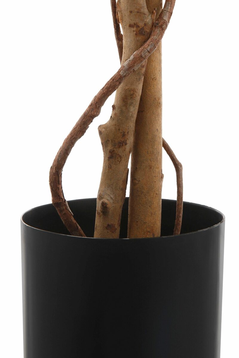 Bild 4 von Kunstpflanze Ficus Benjamini Ficus Benjamini, Creativ green, Höhe 150 cm