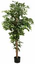 Bild 3 von Kunstpflanze Ficus Benjamini Ficus Benjamini, Creativ green, Höhe 150 cm