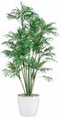 Bild 1 von Kunstpalme Palme, Creativ green, Höhe 90 cm