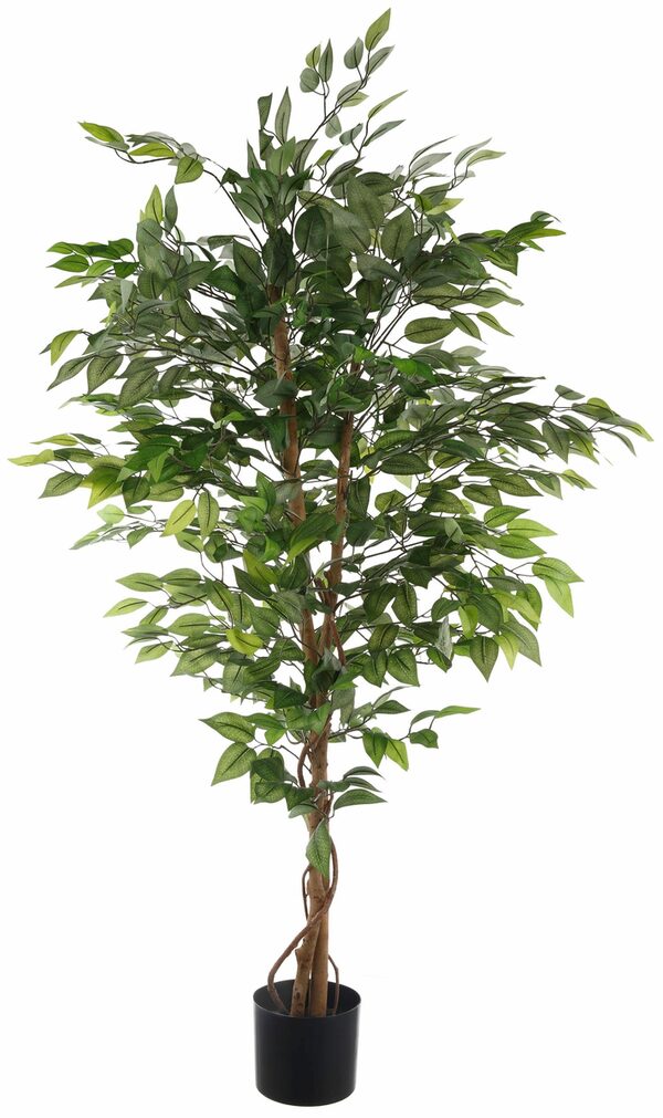 Bild 2 von Kunstpflanze Ficus Benjamini Ficus Benjamini, Creativ green, Höhe 150 cm