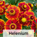 Bild 3 von Herbst Mix