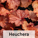 Bild 2 von Herbst Mix