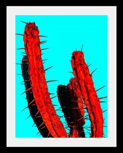 queence Bild "Kaktus", in 3 Größen, gerahmt