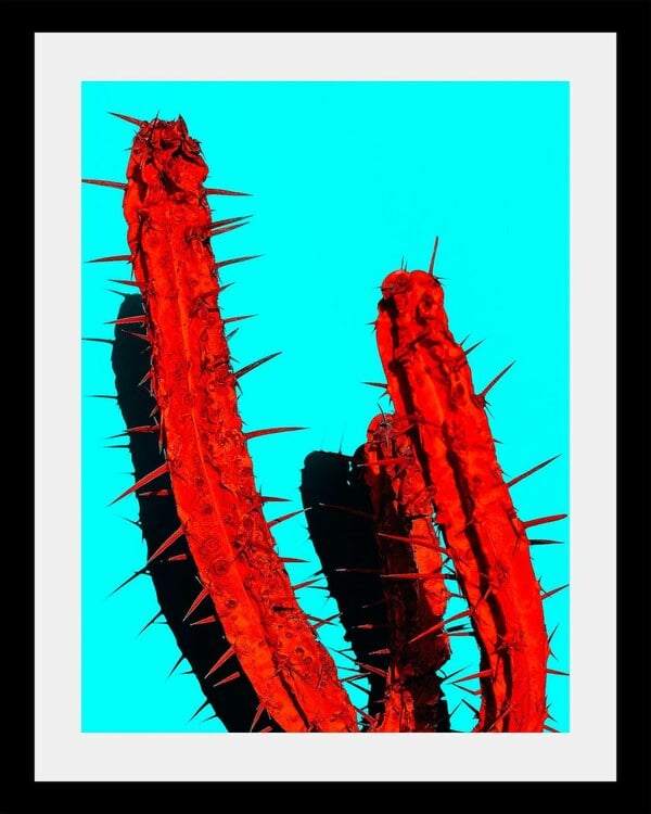 Bild 1 von queence Bild "Kaktus", in 3 Größen, gerahmt