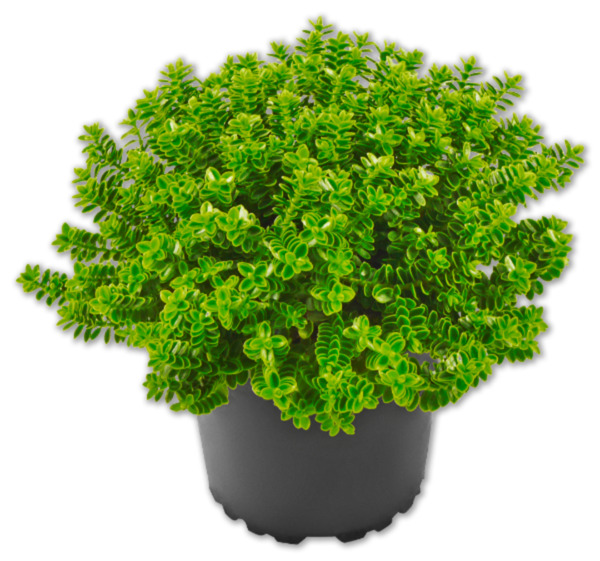 Hebe* von Penny Markt ansehen!