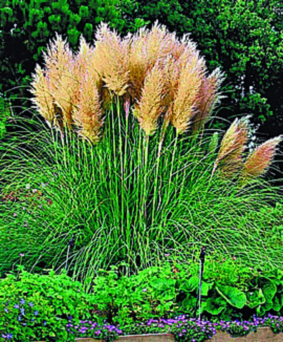 Bild 1 von Pampasgras 9cm Topf