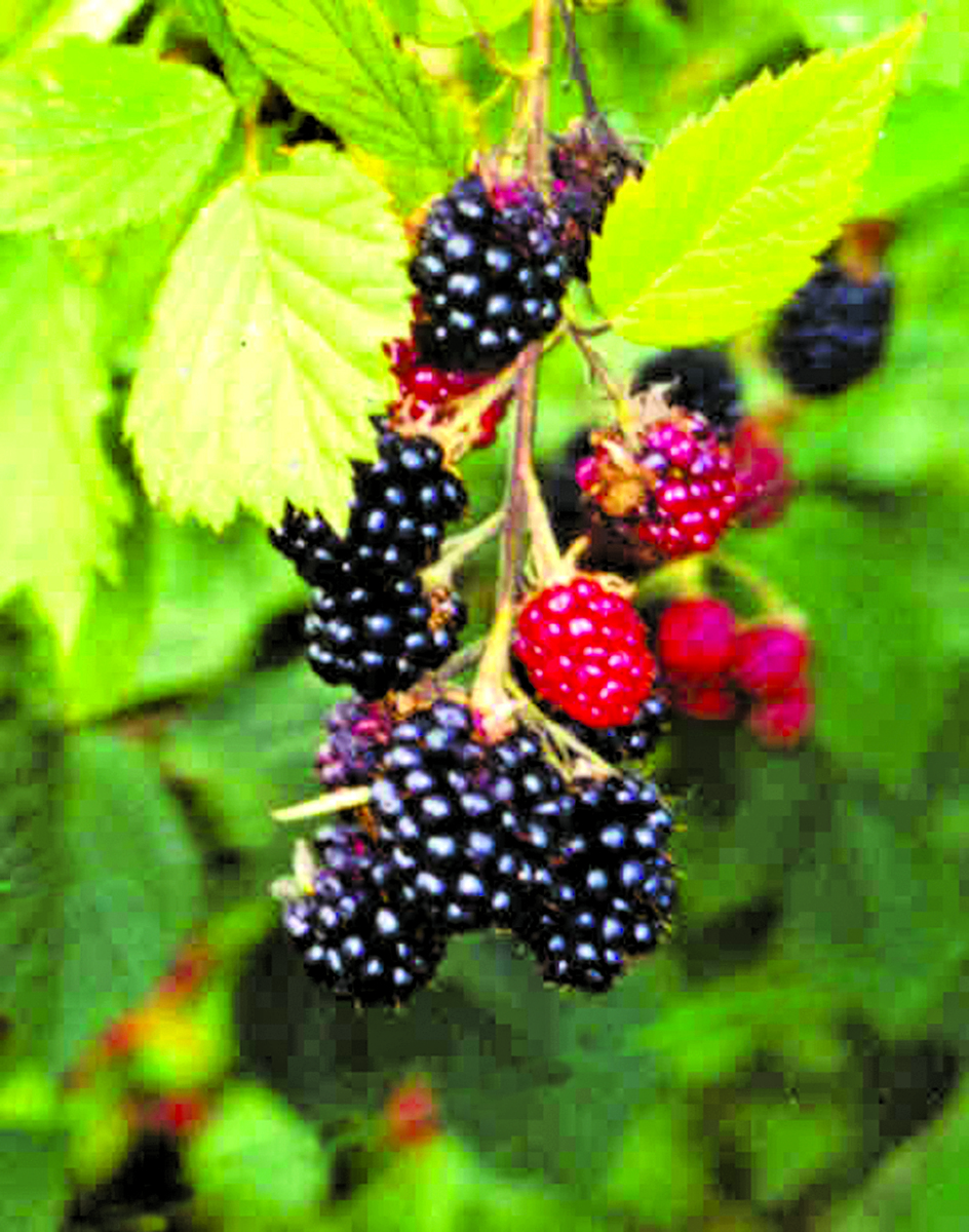 Bild 1 von Beerenobststräucher 9cm Topf