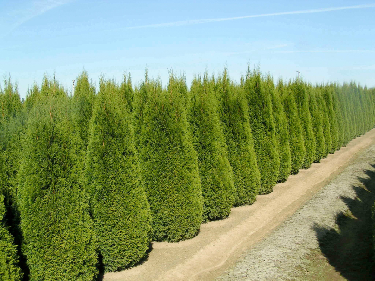 Bild 1 von Thuja Brabant