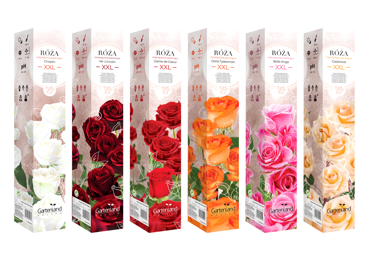 Bild 1 von XXL-Duftrose