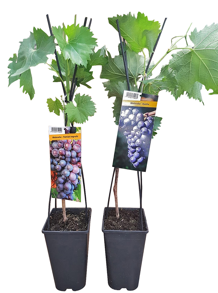 Bild 1 von Weinrebe 17cm Topf