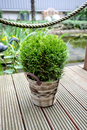 Bild 1 von Koniferen Kugel 26cm Topf