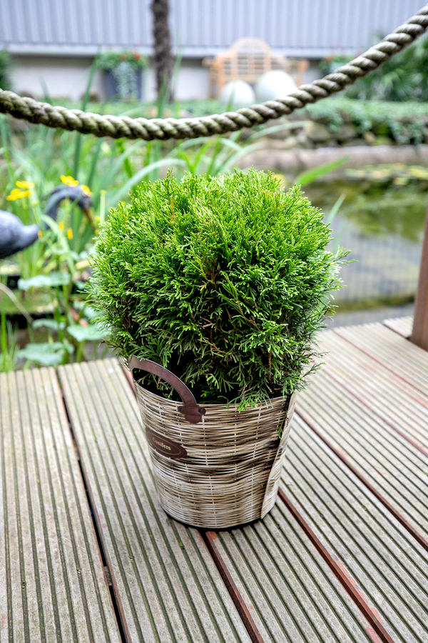 Bild 1 von Koniferen Kugel 26cm Topf