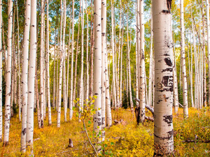 Papermoon Fototapete "Birches in Colorado Rocky Mountains"