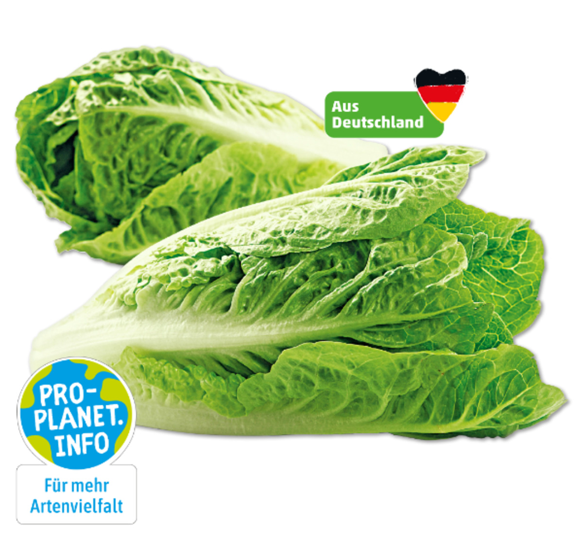 Bild 1 von MARKTLIEBE Deutsche Romanasalatherzen