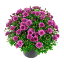 Bild 2 von GARDENLINE Bauernchrysanthemen