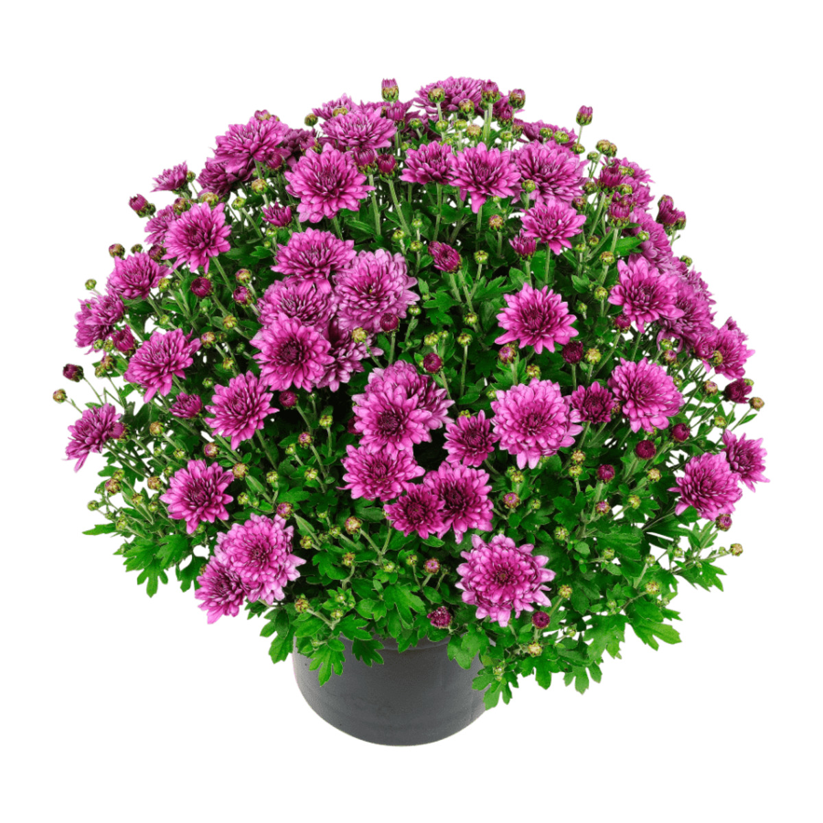 Bild 2 von GARDENLINE Bauernchrysanthemen