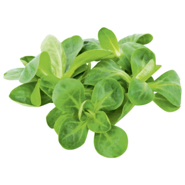 Bild 1 von Italien
Bio Feldsalat, Pflücksalat oder Rucola