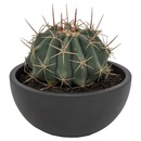 Bild 3 von GARDENLINE Kugelkakteen in Keramikschale