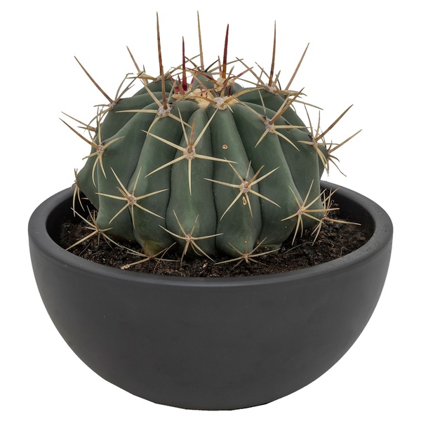 Bild 3 von GARDENLINE Kugelkakteen in Keramikschale