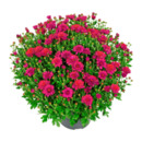 Bild 3 von GARDENLINE Bauernchrysanthemen