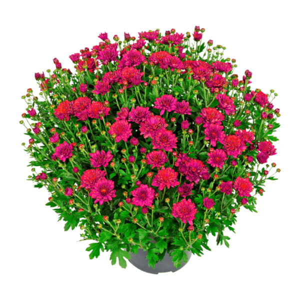 Bild 3 von GARDENLINE Bauernchrysanthemen