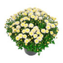 Bild 4 von GARDENLINE Bauernchrysanthemen