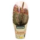 Bild 1 von GARDENLINE Kakteen oder Sukkulenten