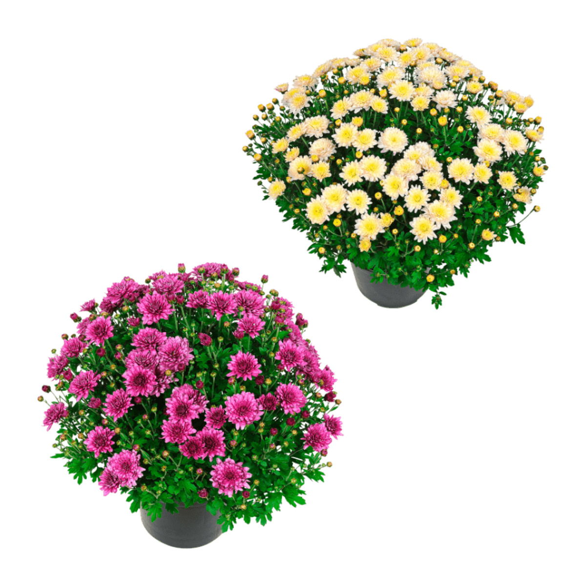 Bild 1 von GARDENLINE Bauernchrysanthemen