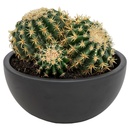 Bild 2 von GARDENLINE Kugelkakteen in Keramikschale