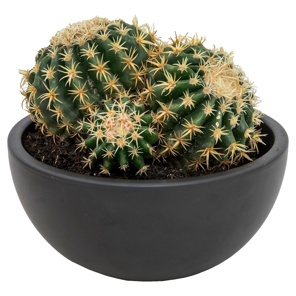 Bild 2 von GARDENLINE Kugelkakteen in Keramikschale