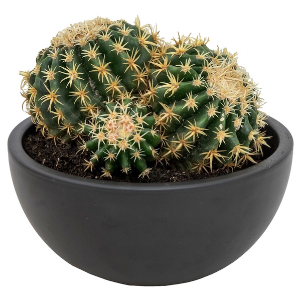 Bild 2 von GARDENLINE Kugelkakteen in Keramikschale