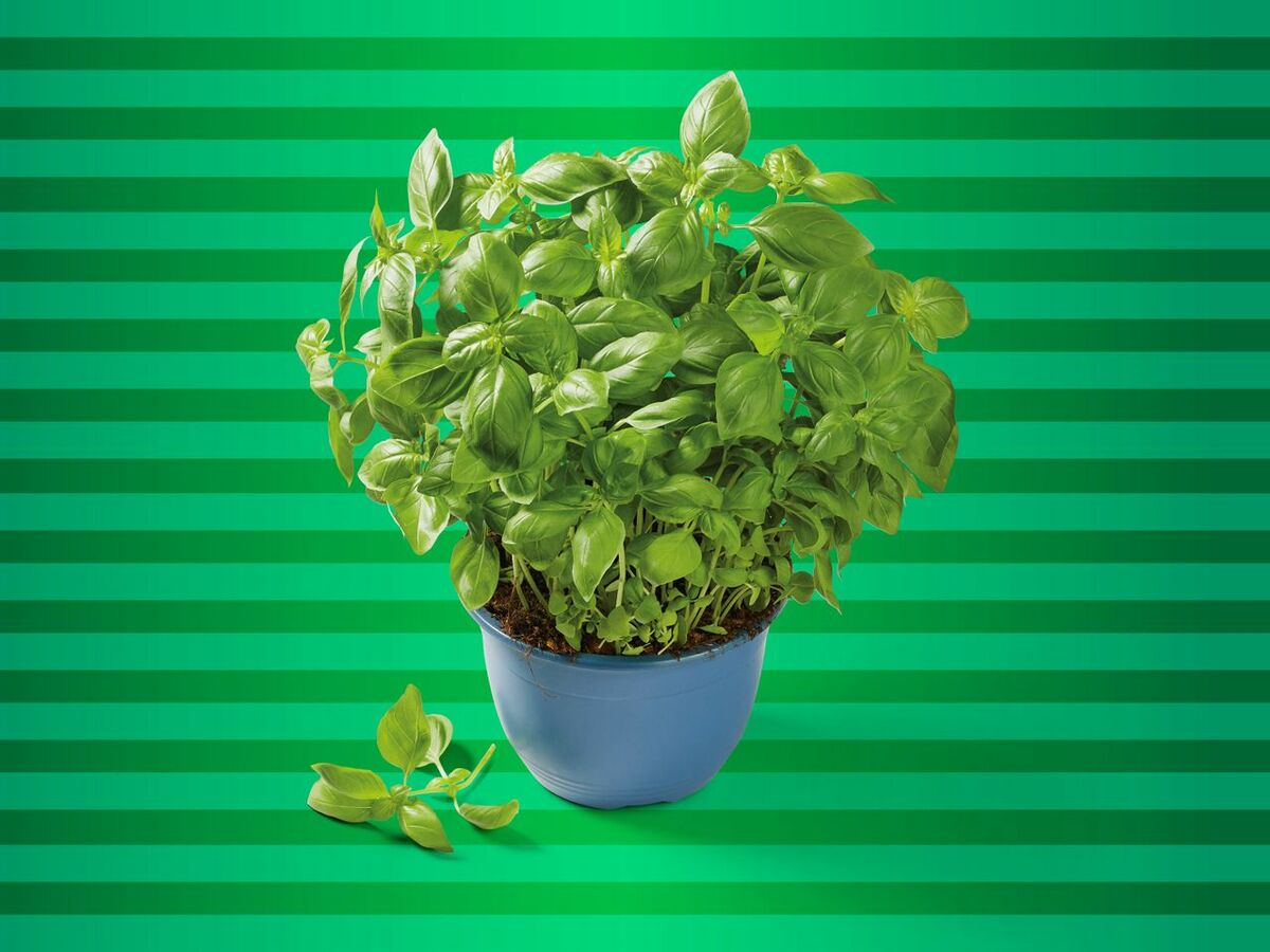 Bild 1 von Basilikum im Topf XXL