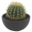 Bild 1 von GARDENLINE Kugelkakteen in Keramikschale