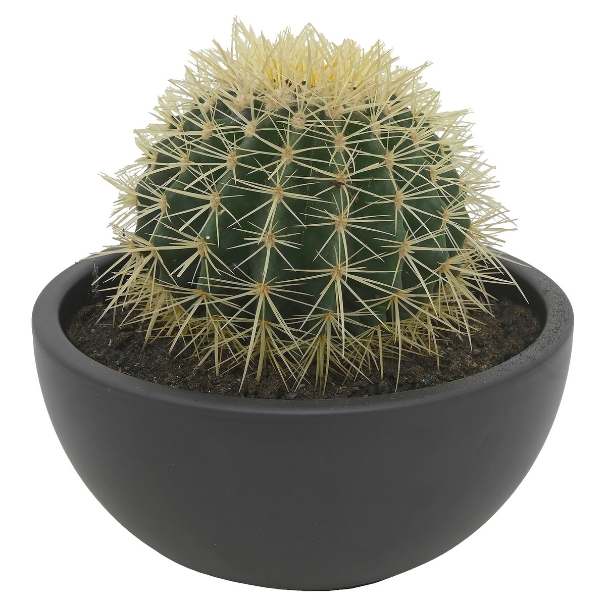 Bild 1 von GARDENLINE Kugelkakteen in Keramikschale