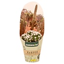 Bild 2 von GARDENLINE Kakteen oder Sukkulenten