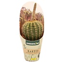 Bild 4 von GARDENLINE Kakteen oder Sukkulenten