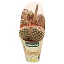 Bild 3 von GARDENLINE Kakteen oder Sukkulenten