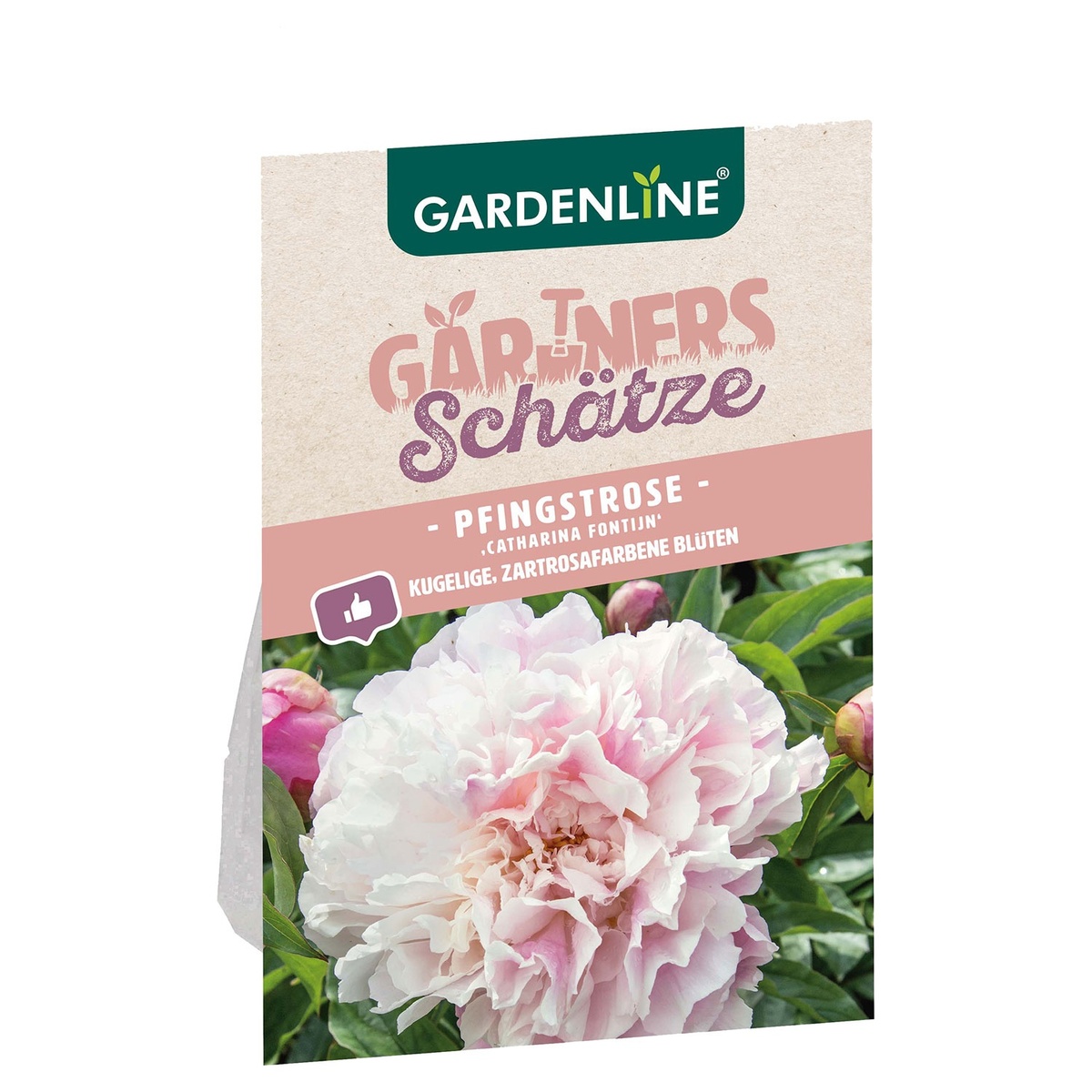 Bild 4 von GARDENLINE Pfingstrose