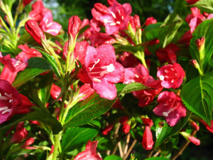 Weigelienhecke 'Bristol Ruby', rot blühend, 5 Pflanzen