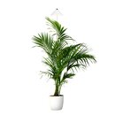 Bild 1 von Parus by Venso SUNLiTE XL LED Vollspektrum Pflanzenlampe Weiß 25W Indoor Plants Pflanzen Beleuchtung, mit ausziehbarem Teleskopstab, Parus Pflanzenlampe für große und kleine Zimmerpflanzen