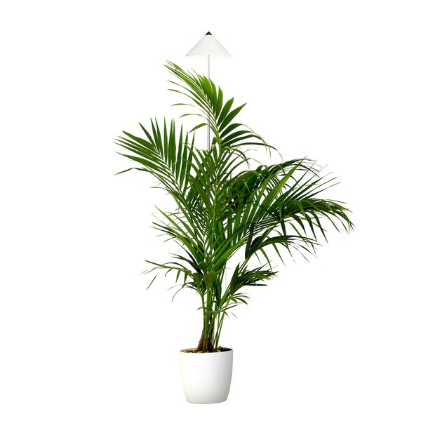 Bild 1 von Parus by Venso SUNLiTE XL LED Vollspektrum Pflanzenlampe Weiß 25W Indoor Plants Pflanzen Beleuchtung, mit ausziehbarem Teleskopstab, Parus Pflanzenlampe für große und kleine Zimmerpflanzen